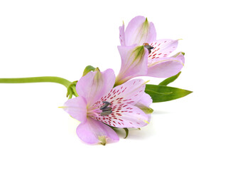 Fototapeta na wymiar Beautiful alstroemeria lily flowers on white background 