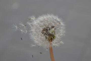 Dandelion seed head.