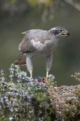 Azor - goshawk