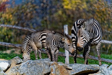 zebra in zoo with cub