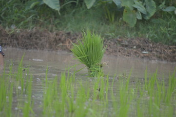 A bundle of young green paddy in field