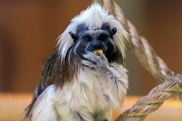 Portrait Of Liszt Monkey