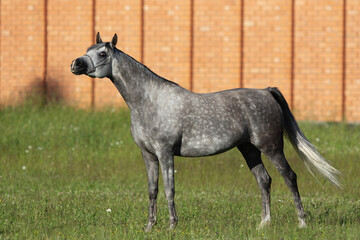 Beautiful gray arabian horse stands on natural summer background, profile side view, exterior