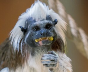 Portrait Of Liszt Monkey