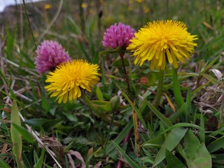 yellow flowers in the garden