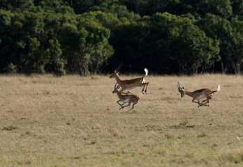 Impalas jumping and running at Masai Mara