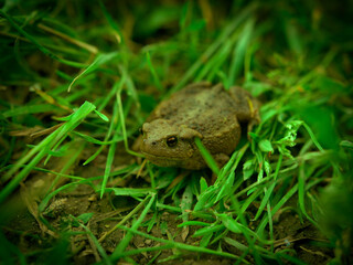 frog
