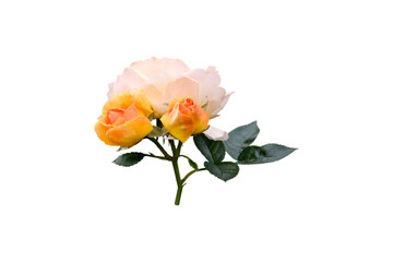 Obraz premium yellow rose flower isolated on white