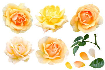 Collection of yellow rose flower isolated on white