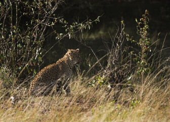 Leopard at Masai Mara, Kenya