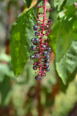 American pokeweed