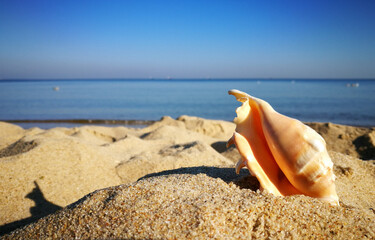 The shell, souvenir from the Baltic Sea. Gulf of Gdansk, Gdansk Brzezno, Poland.