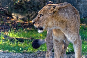 Fototapeta premium Lion