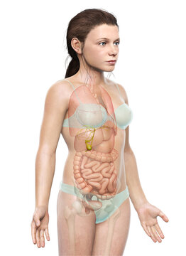 3d rendered medically accurate illustration of young girl Organs Gallbladder Anatomy