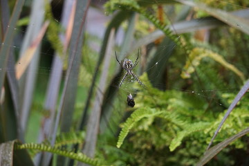 Banded garden spider, shot on Madeira island, October 2019
