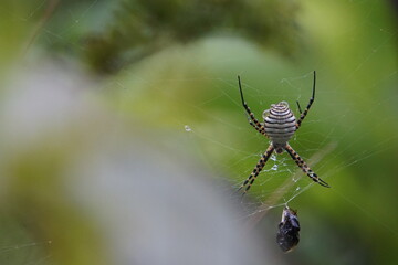 Banded garden spider, shot on Madeira island, October 2019