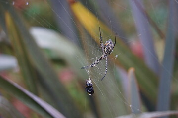Banded garden spider, shot on Madeira island, October 2019