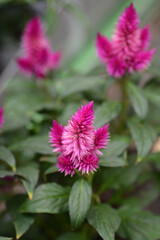 Fototapeta premium Pink Cockscomb Intenz Classic