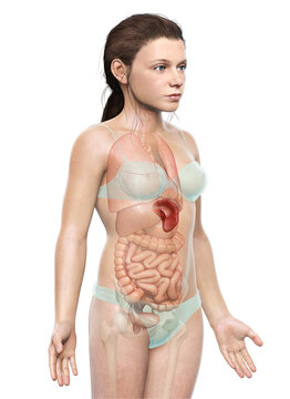 3d rendered, medically accurate illustration of a young girl Spleen Anatomy