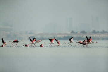 Greater Flamingos takeoff at Aker creek, Bahrain