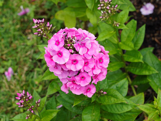(Phlox paniculata) Phlox paniculé ou phlox des jardins aux panicules de fleurs tubulées, dense et serrées, rose teintée de rose vif