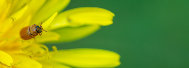 Close up of an insect on dandelion flower
