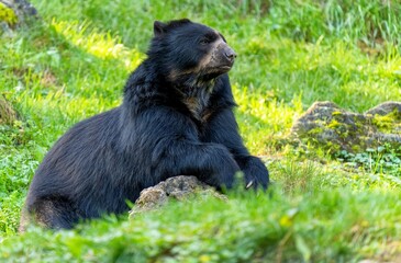 Andean Bear