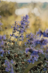 Obraz premium lavender field in provence