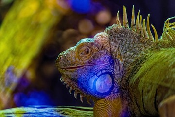 Fototapeta premium iguana in the zoo
