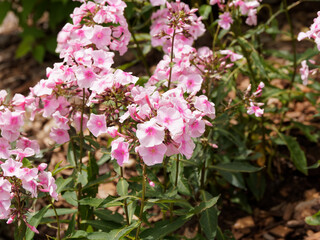 (Phlox paniculata) Phlox paniculé ou phlox des jardins aux panicules de fleurs tubulées, dense et serrées, rose pâle teintées de rose vif