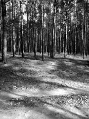 Tuchola Pinewoods. Artistic look in black and white.