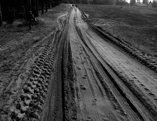 Tuchola Pinewoods. Artistic look in black and white.