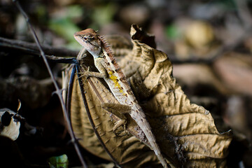 Obraz premium Forest Crested Lizard near Railay beach, Thailand