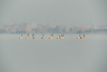 Greater Flamingos wading at Aker creek, Bahrain
