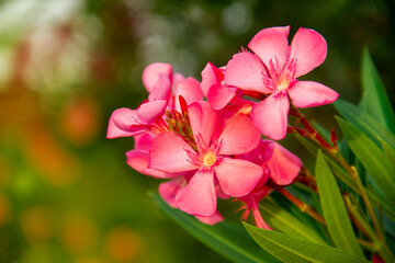 Naklejka na ściany i meble Blooming pink oleander flowers or nerium in garden. Selective focus. Copy space. Blossom spring, exotic summer, sunny woman day concept
