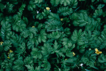 Green grass. Background. Green grass and small yellow flowers. Background and place for recording. Copy spase. Summer grass, lawn.