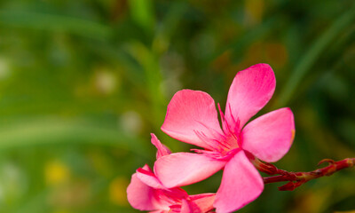 Obraz na płótnie Canvas Blooming pink oleander flowers or nerium in garden. Selective focus. Copy space. Blossom spring, exotic summer, sunny woman day concept