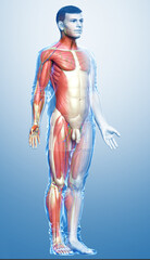 3d rendered medically accurate illustration of a male muscle system