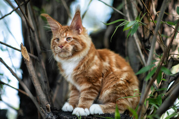 A big red maine coon kitten sitting on a tree in a forest in summer.