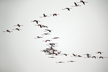 Greater Flamingos in the sky at Aker creek, Bahrain