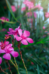 Fototapeta premium Blooming pink oleander flowers or nerium in garden. Selective focus. Copy space. Blossom spring, exotic summer, sunny woman day concept