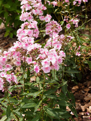 (Phlox paniculata) Phlox paniculé ou phlox des jardins aux panicules de fleurs tubulées, dense et serrées, rose pâle teintées de rose vif
