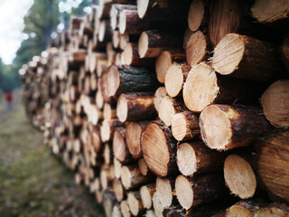 Tuchola Pinewoods. Artistic look in vintage vivid colours. Fall, countryside.