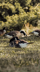 resting goose