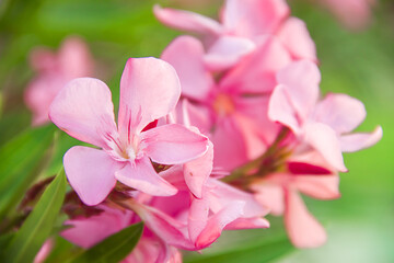 Fototapeta na wymiar Blooming pink oleander flowers or nerium in garden. Selective focus. Copy space. Blossom spring, exotic summer, sunny woman day concept