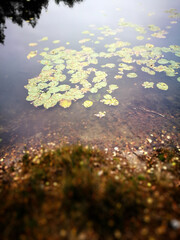 Autumn lily pond on the water. Tuchola Pinewoods, Northern Poland.