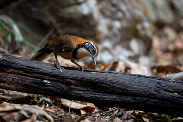 Greater Necklaced Laughingthrush