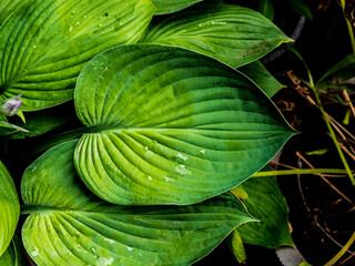 Obraz premium HOSTA HUNT