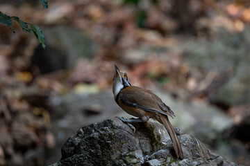 Greater Necklaced Laughingthrush