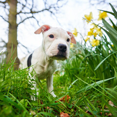 Cute Staffy running in the field on a sunny day